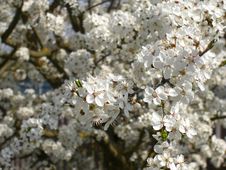 Cherry Plum Tree Blossoms Royalty Free Stock Photo Cherry Plum Tree Blossoms Royalty Free Stock Photo