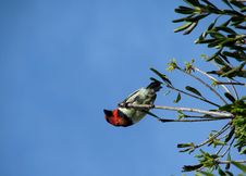 Black-collared Barbet Stock Photography Black-collared Barbet Stock Photography