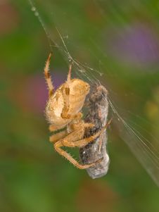 Closeup Of A Spider On It S Web Wrapping An Insect Stock Photography