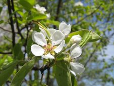 Pear Blossoms Stock Photography Pear Blossoms Stock Photography
