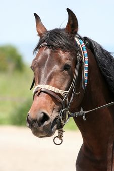 Horse Portrait Royalty Free Stock Photo