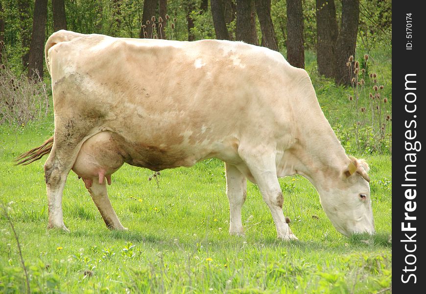 Cow eats fresh green grass. Cow eats fresh green grass