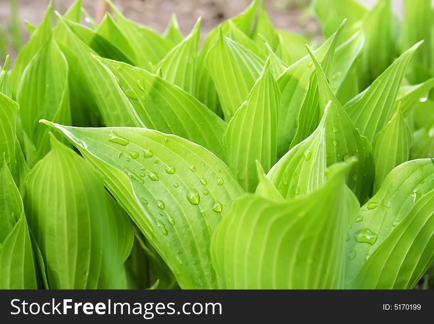 New green hosta with water drops on leafs, close-up photo