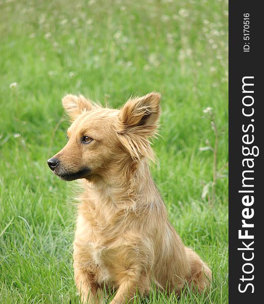 Reddish wild dog outdoors on grass at spring. Reddish wild dog outdoors on grass at spring