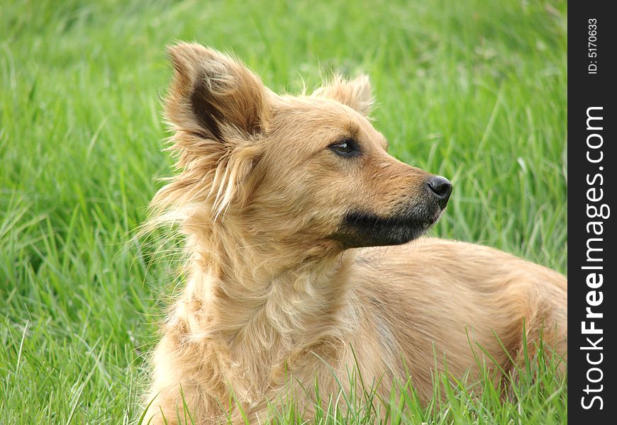 Reddish wild dog outdoors on grass at spring. Reddish wild dog outdoors on grass at spring