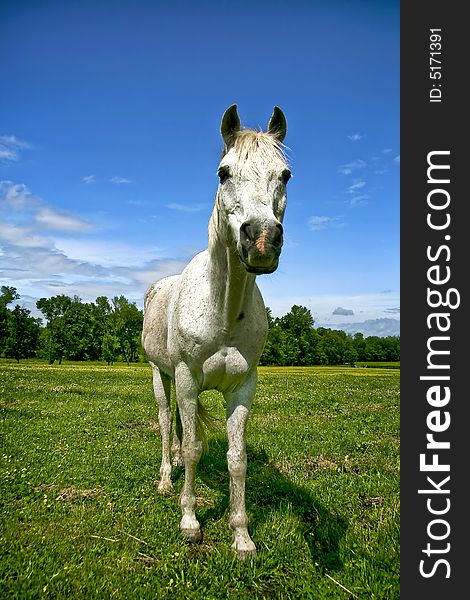 White horse standing in a field during spring time. White horse standing in a field during spring time.