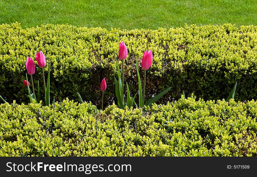Pink tulips between cuted bushes in garden. Pink tulips between cuted bushes in garden