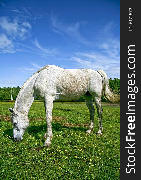 Horse grazing in field