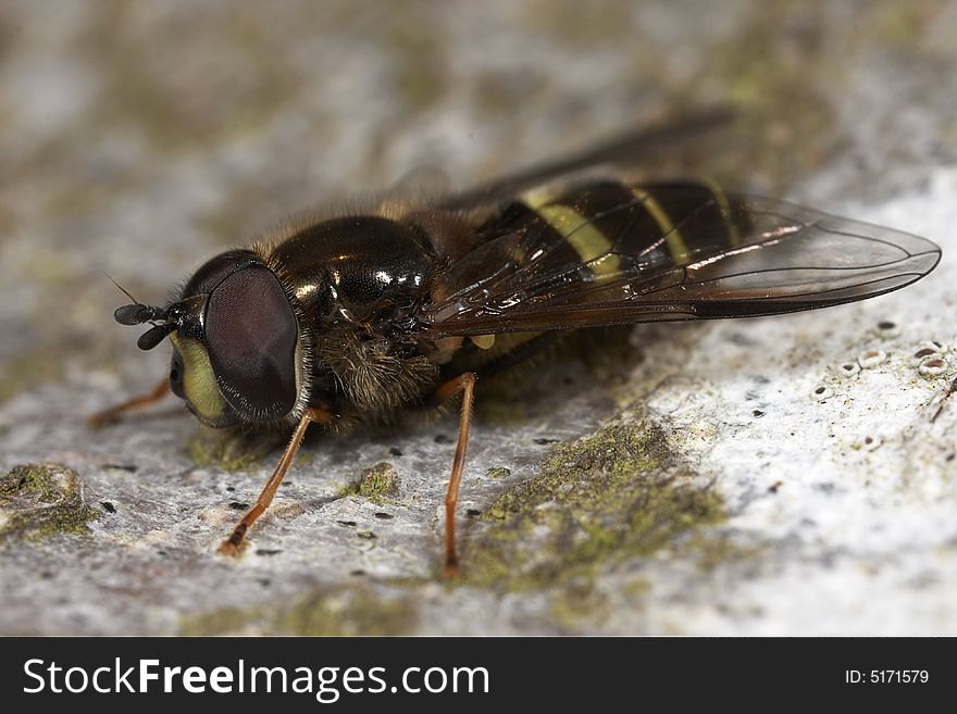 A close-up macro photograph of a hoverfly. A close-up macro photograph of a hoverfly.