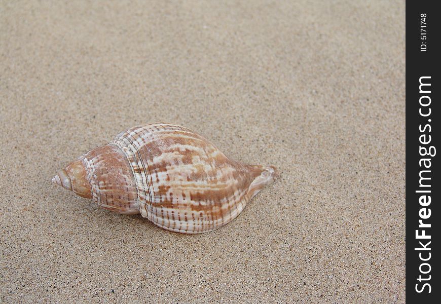 Single sea shell isolated on sand background. Single sea shell isolated on sand background