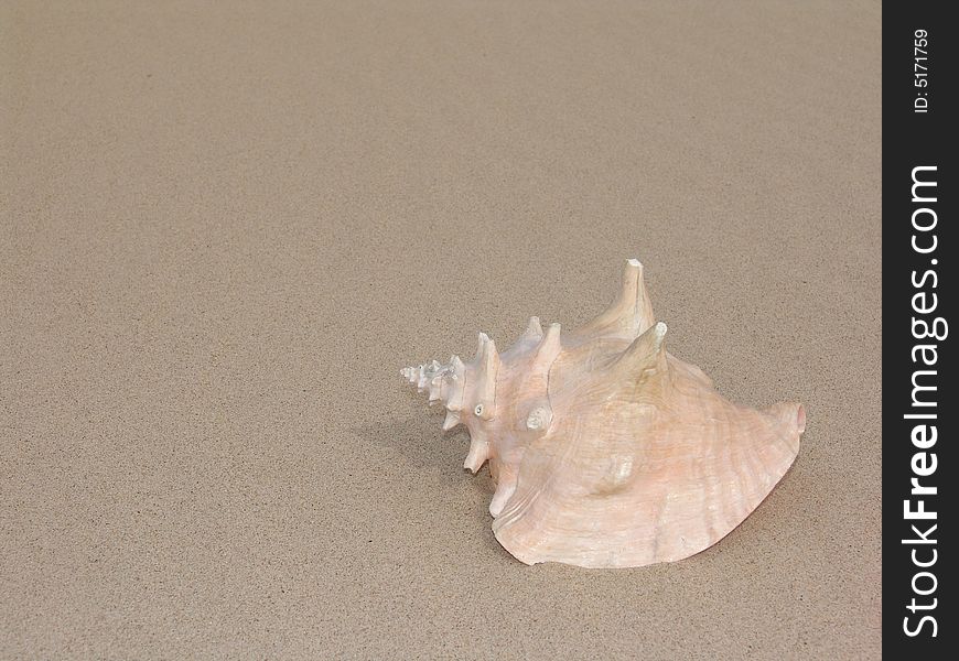 Single sea shell isolated on sand background. Single sea shell isolated on sand background