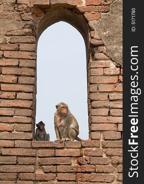 Monkeys in Buddhist temple ruins in Asia. Monkeys in Buddhist temple ruins in Asia.