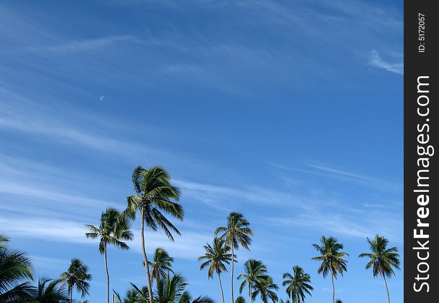 Palm trees in front of a blue cloudy sky