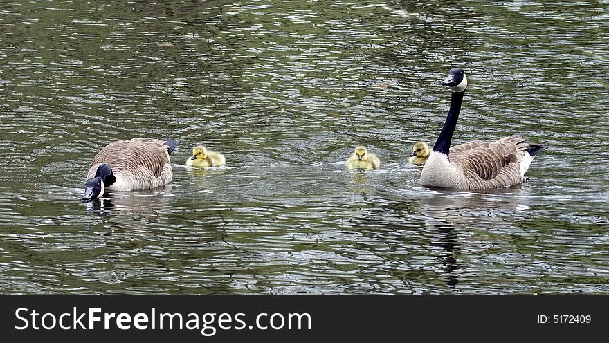 Family of canadian geese