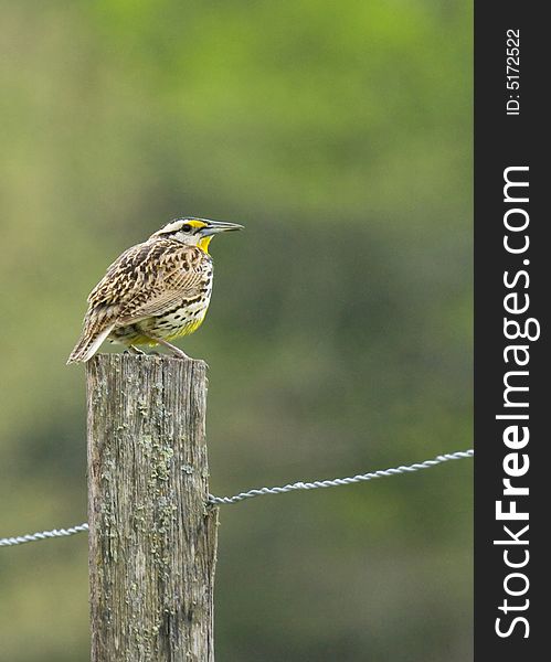 A meadowlark perched on a fence post.