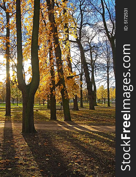 Sun rays shining through autumn park trees. Sun rays shining through autumn park trees.