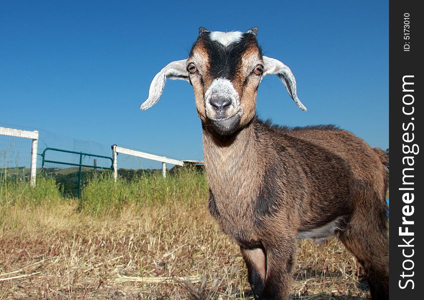 Very cute brown and white young kinder goat on a farm.