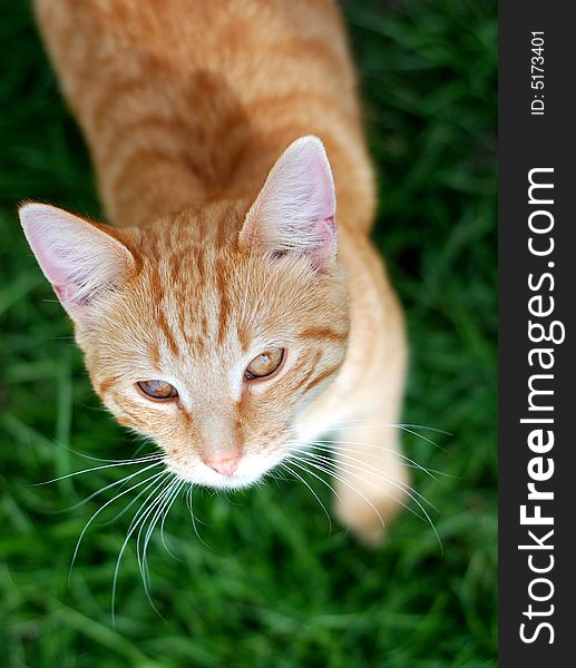 Orange striped tabby kitten looking up from a lush green lawn. Orange striped tabby kitten looking up from a lush green lawn