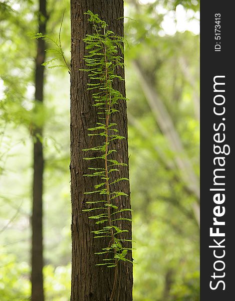 metasequoia's bole,green and beautiful.