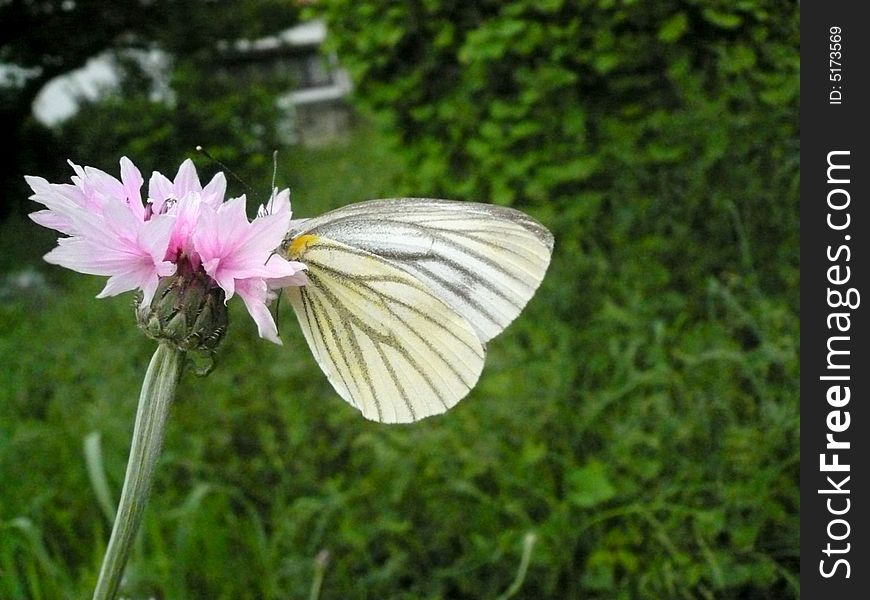 Beautiful butterfly, flower and greens. Beautiful butterfly, flower and greens