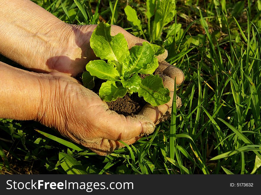 Green plant in man hand