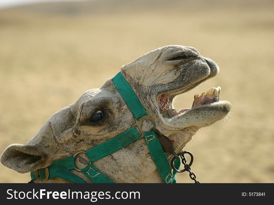 Close up of a camel screaming out loud