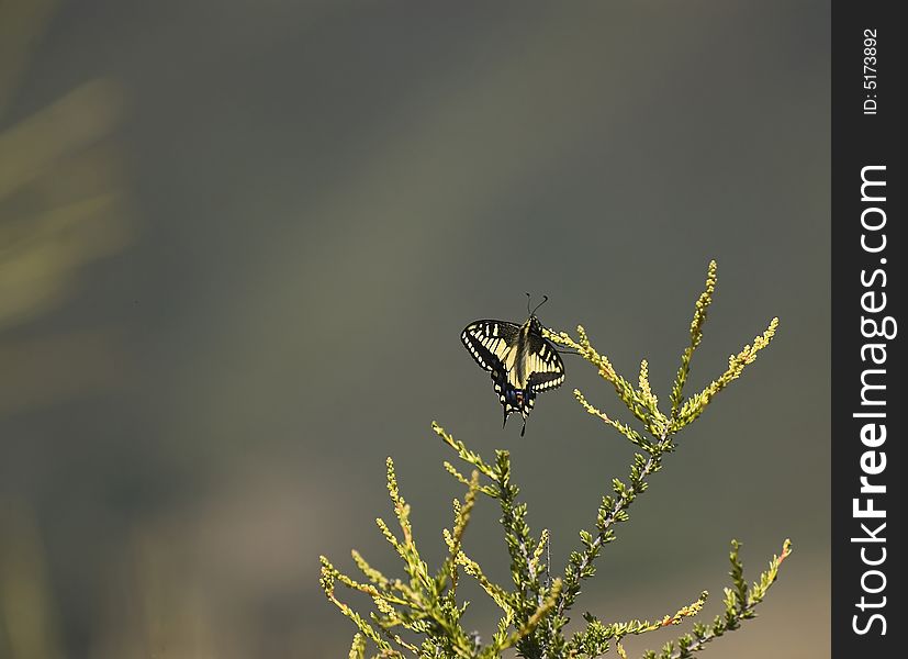 Anise Swallowtail Papilio zelicaon on a branch