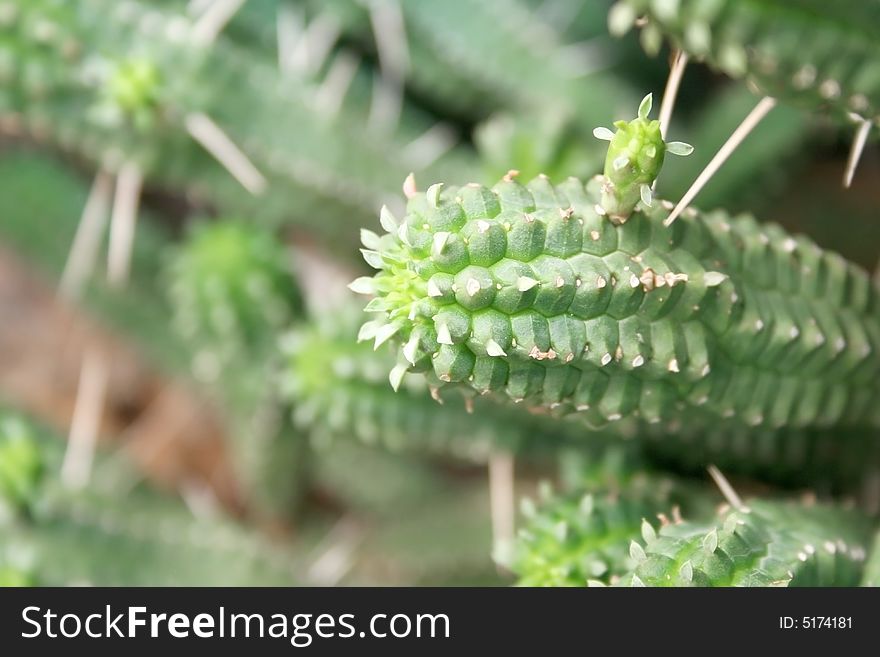 Small green cactus with thorns.