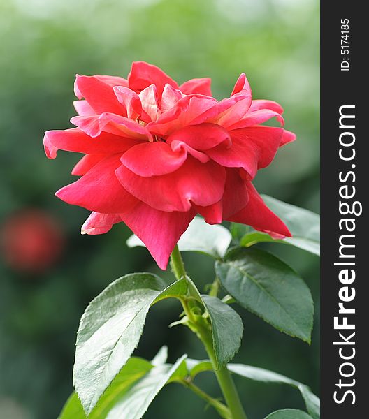 Blooming red rose at garden