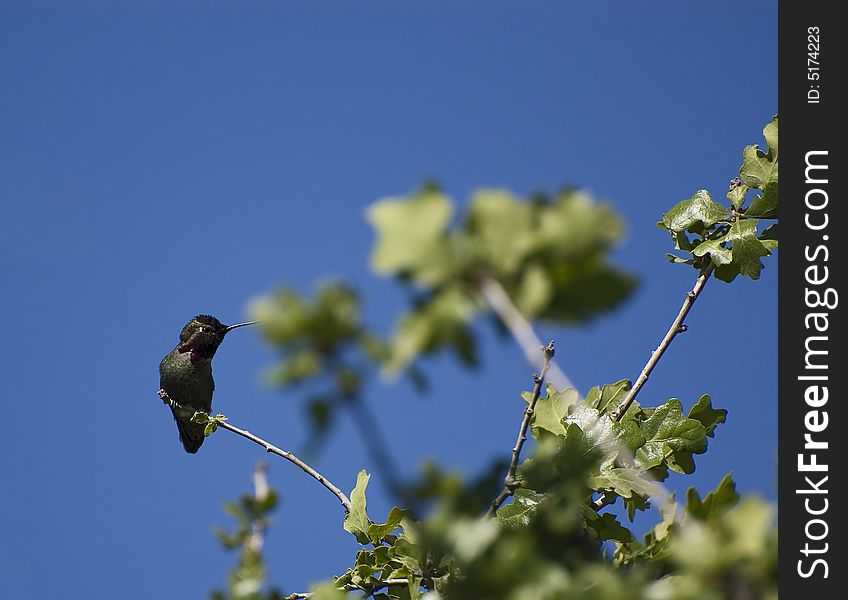 Hummingbird perched on a branch blue sky background. Hummingbird perched on a branch blue sky background
