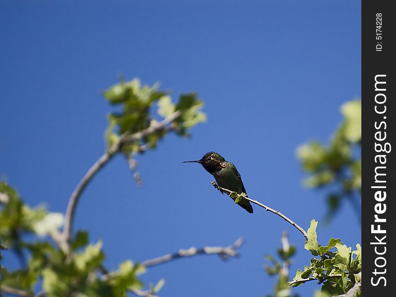 Hummingbird perched on a branch blue sky background. Hummingbird perched on a branch blue sky background