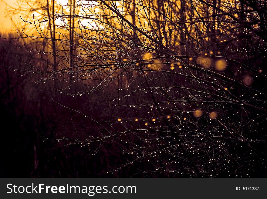 Dew On Dark Branches