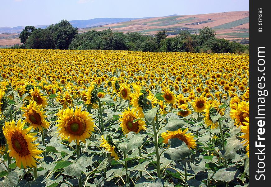 Sunflower field in catalca on summer