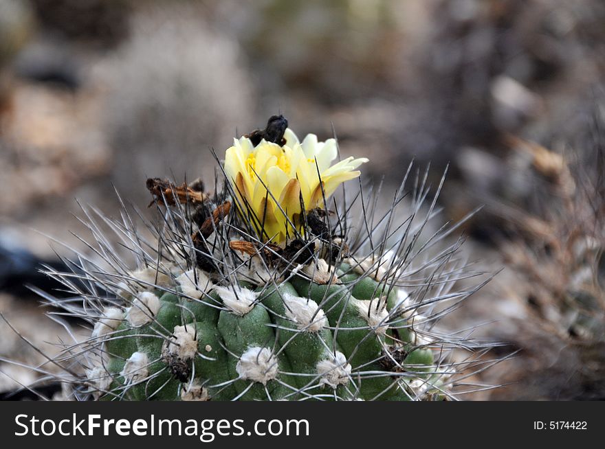 Copiapoa Cactus With Yellow Flowers