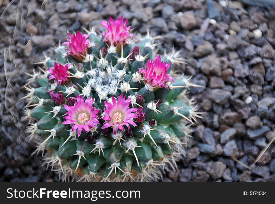 Mammilaria Cactus With Flowers