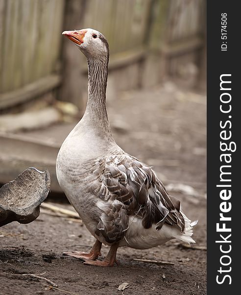 Domestic goose on barnyard, portrait