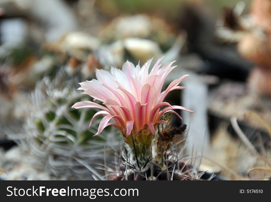 Cactus Flower Closeup