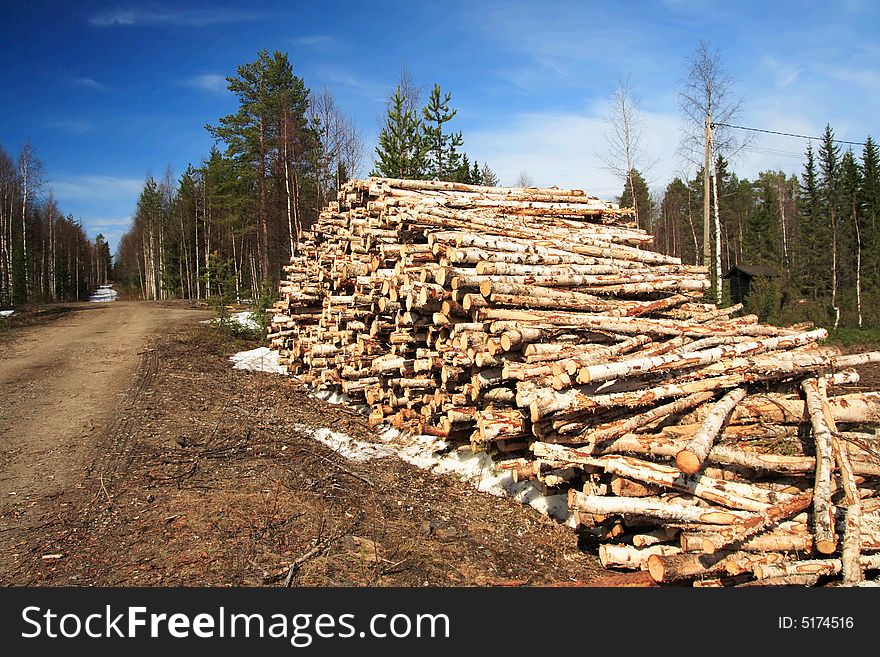 Cut Logs At The Edge Of The Forest