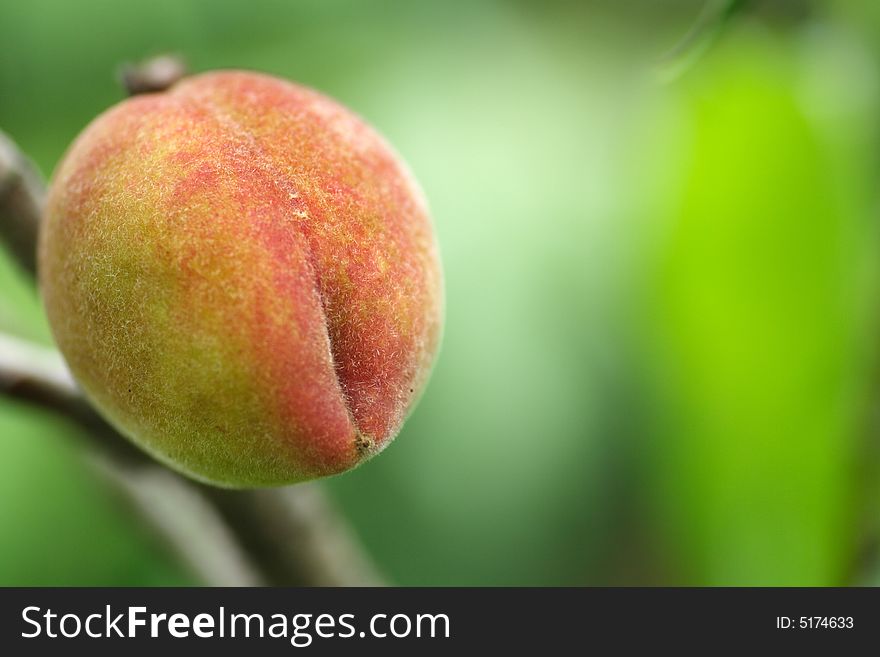 Growing peach on tree,close up