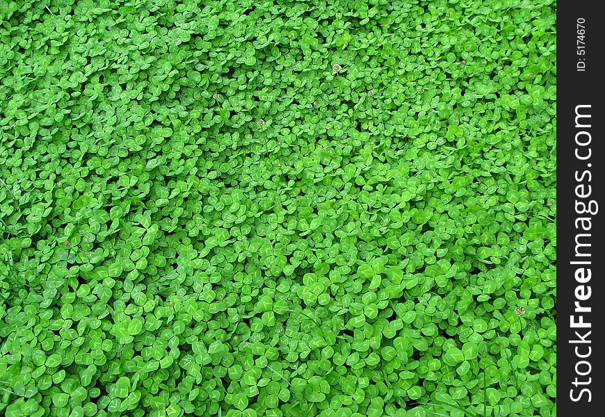 Green grass with bead in field