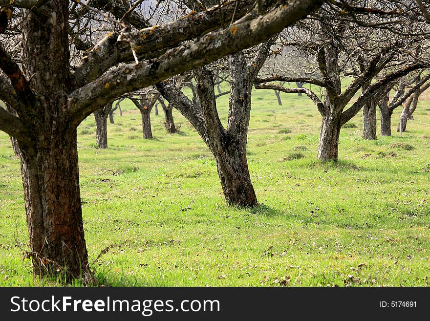 Trees on early spring time