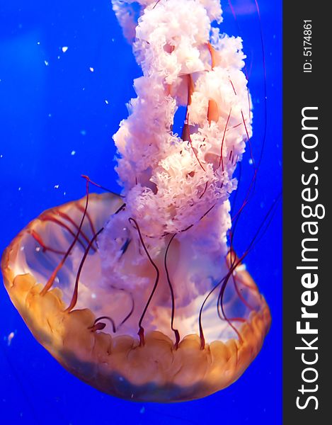 Jellyfish with blue background in aquarium