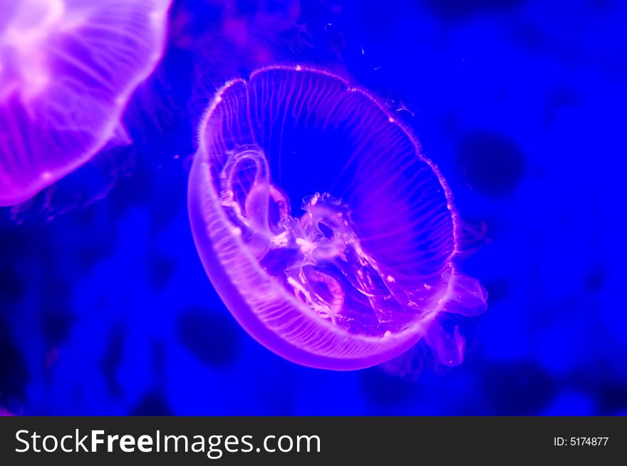 Purple Jellyfish with blue background in aquarium