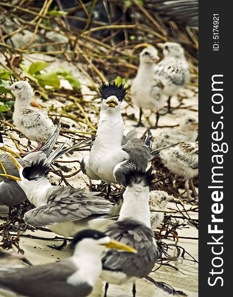 Common Terns living along the coast drink salt water. They do not seek fresh water even when it is available nearby. Like many seabirds, they have nasal glands that excrete the excess salt.