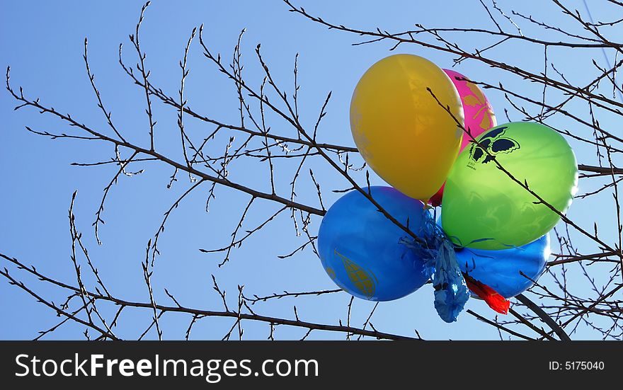 Celebratory balloons which have got stuck on branches of a tree. Celebratory balloons which have got stuck on branches of a tree.