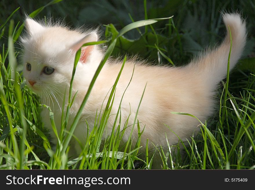 One month old kitten having thier first walk in grass. One month old kitten having thier first walk in grass