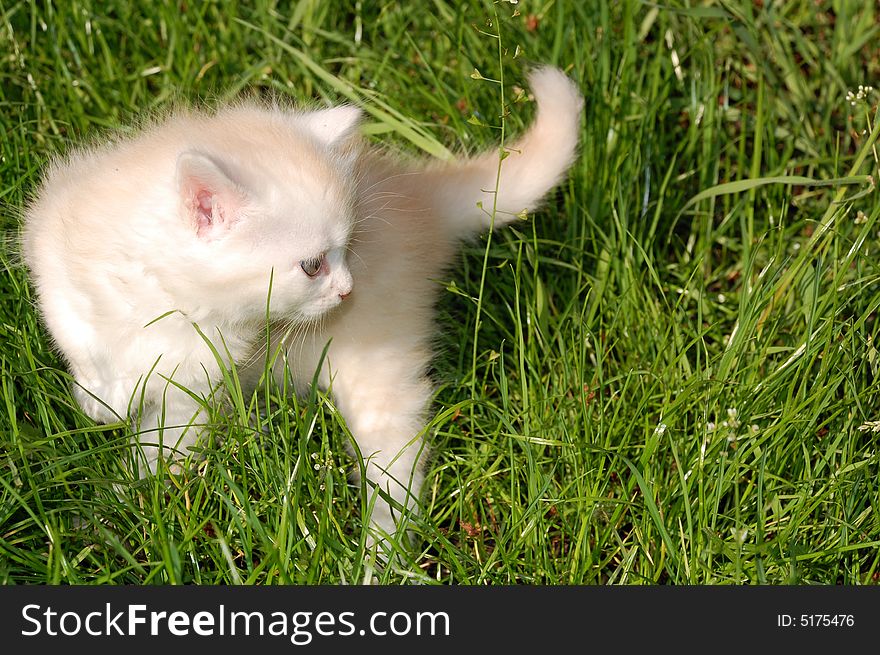 One month old  kitten having thier first walk in grass. One month old  kitten having thier first walk in grass