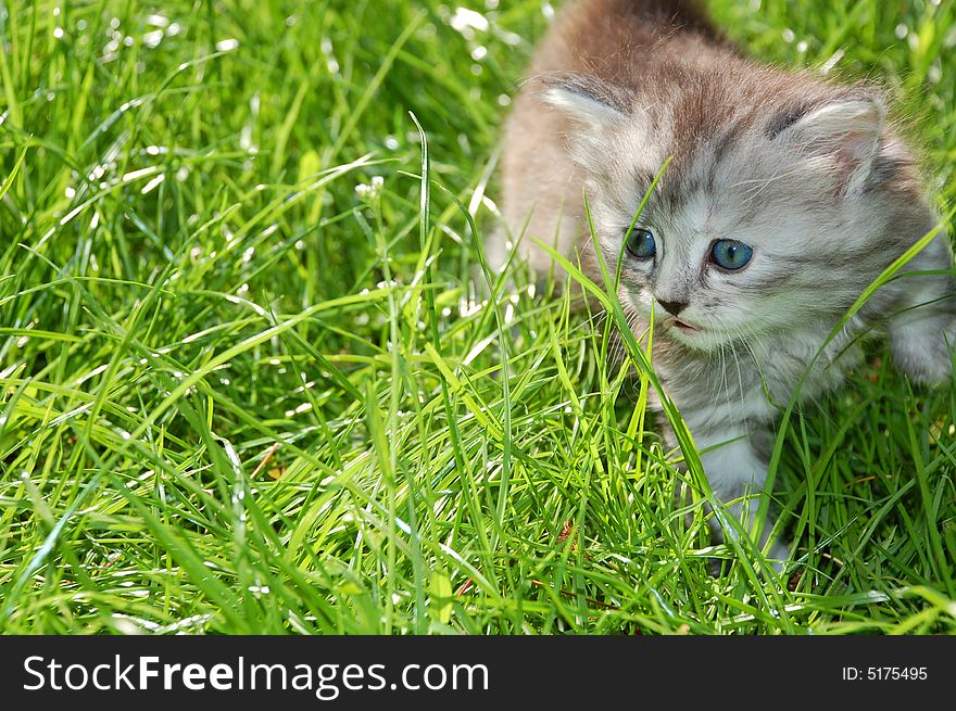 One month old  kitten having thier first walk in grass. One month old  kitten having thier first walk in grass