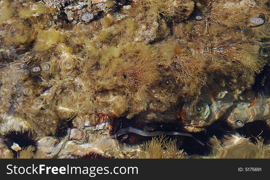 A close up of sea water in Tavolara Island. Tavolara is a little but important island on the coast of Sardinia, in front Olbia & Porto San Paolo. 
This island is a good place to see nature & animals.