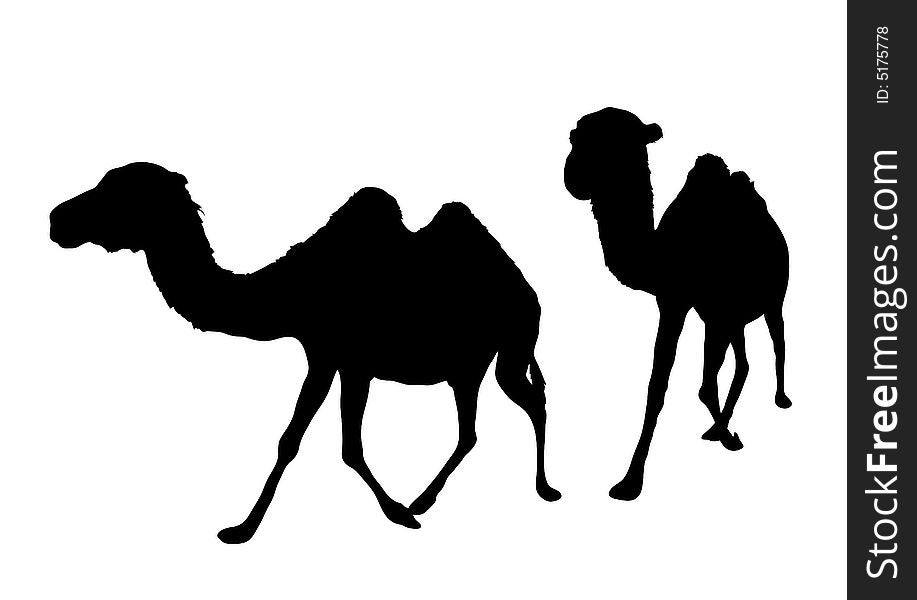 Illustration of two camels walking on white background